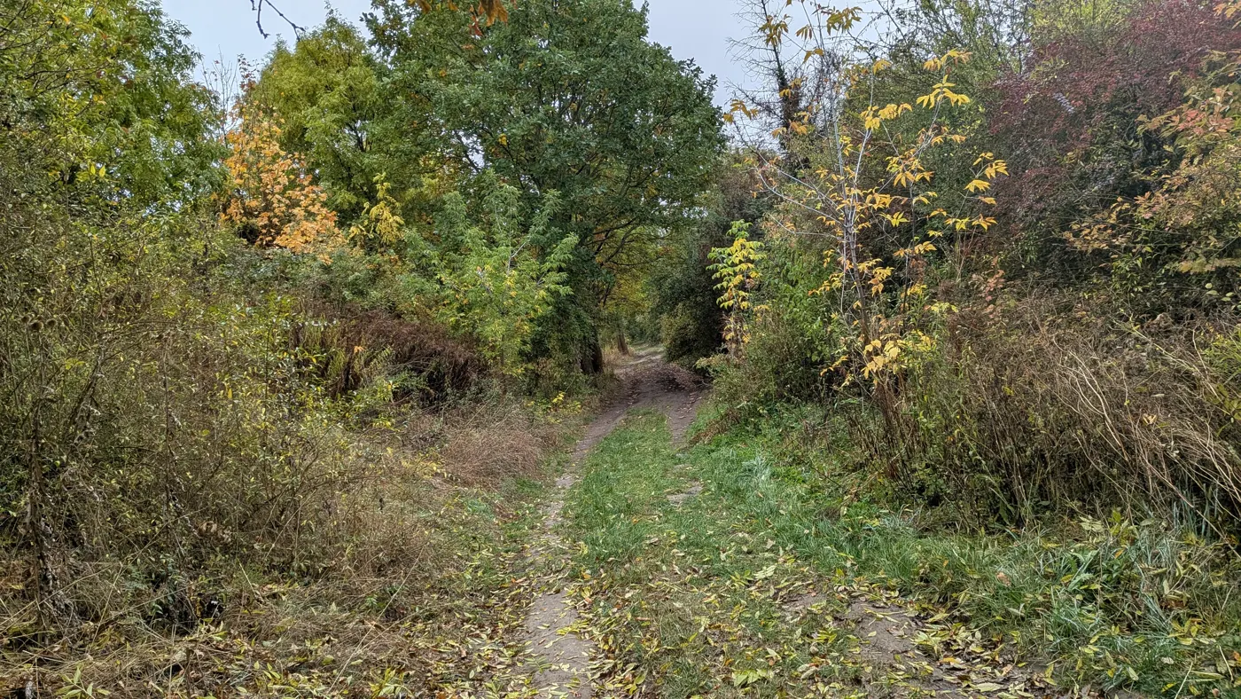 Feldweg im Herbst mit gelbem Laub auf dem Boden, links und rechts Büsche und Bäume in Gelb, Grün und Rot